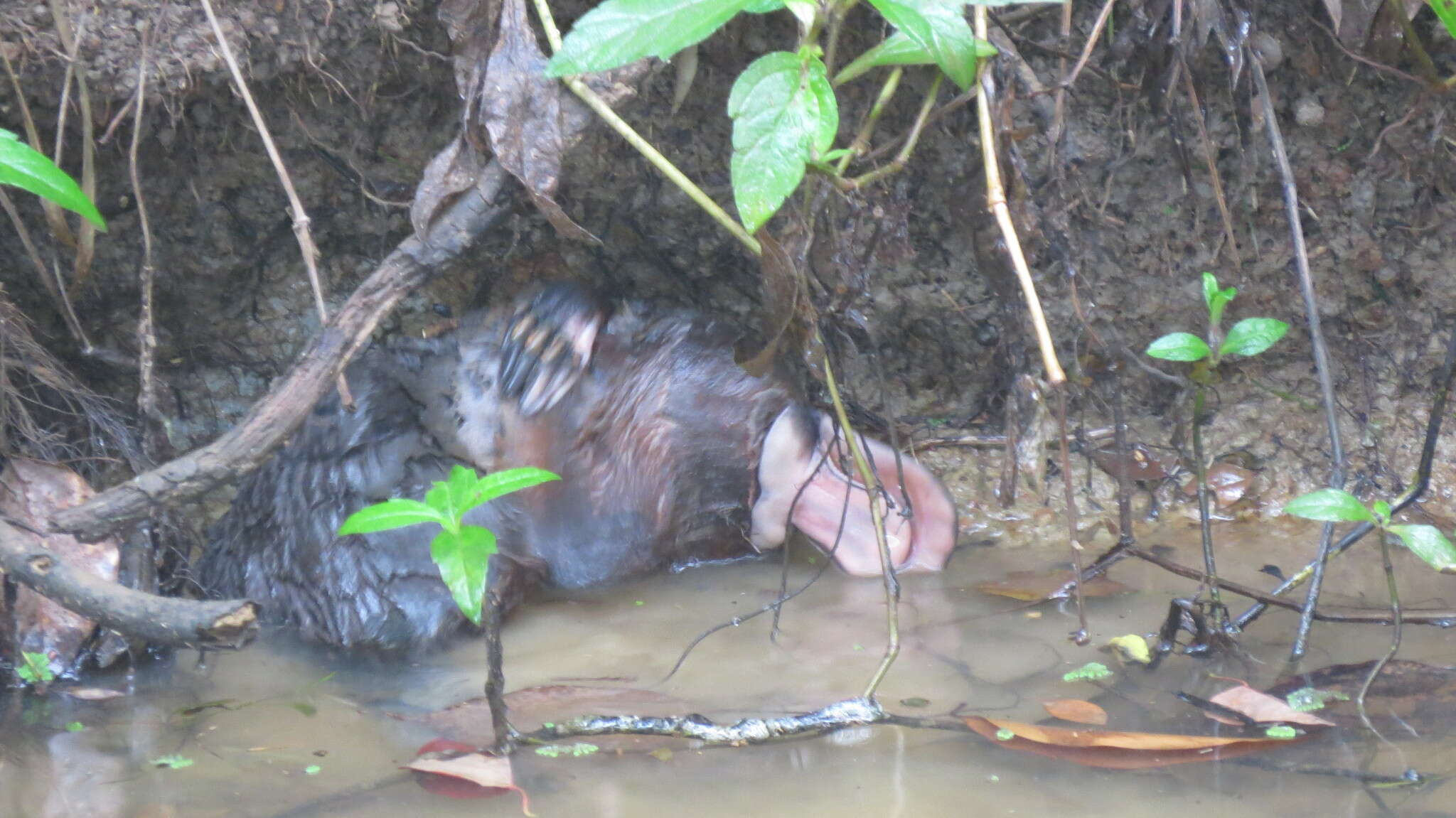 Image of platypus