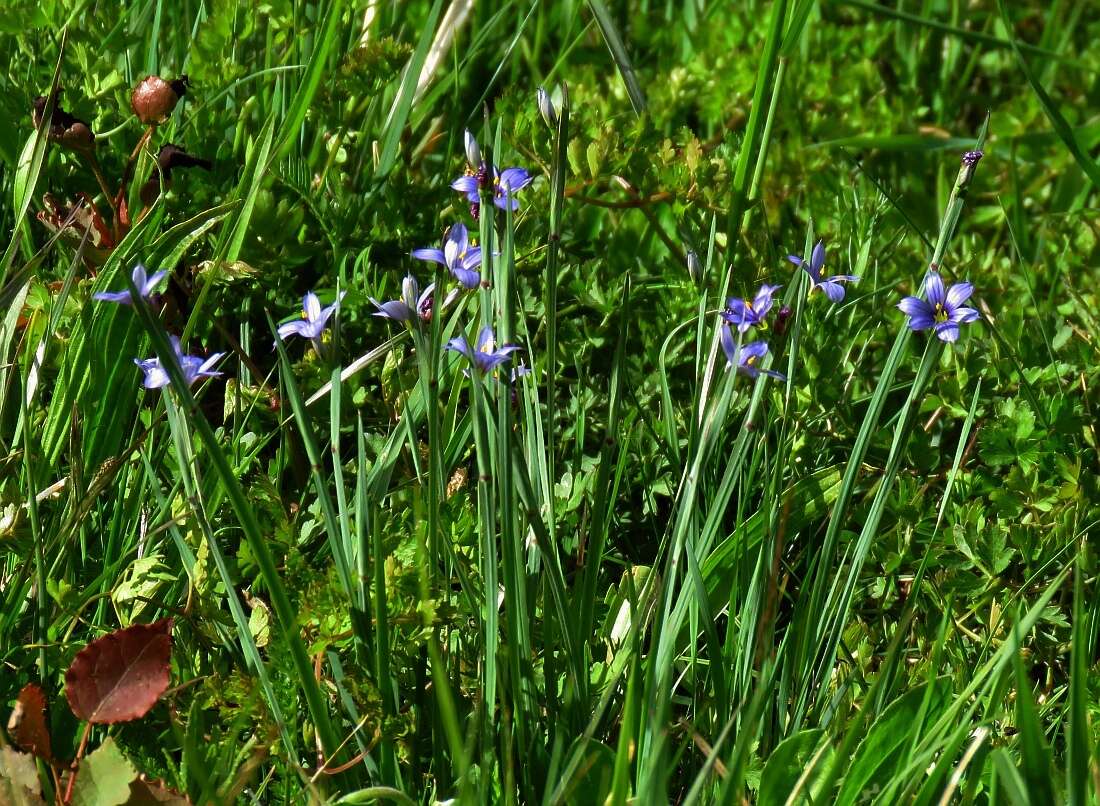 Sisyrinchium bermudiana L.的圖片