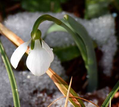 Image of giant snowdrop