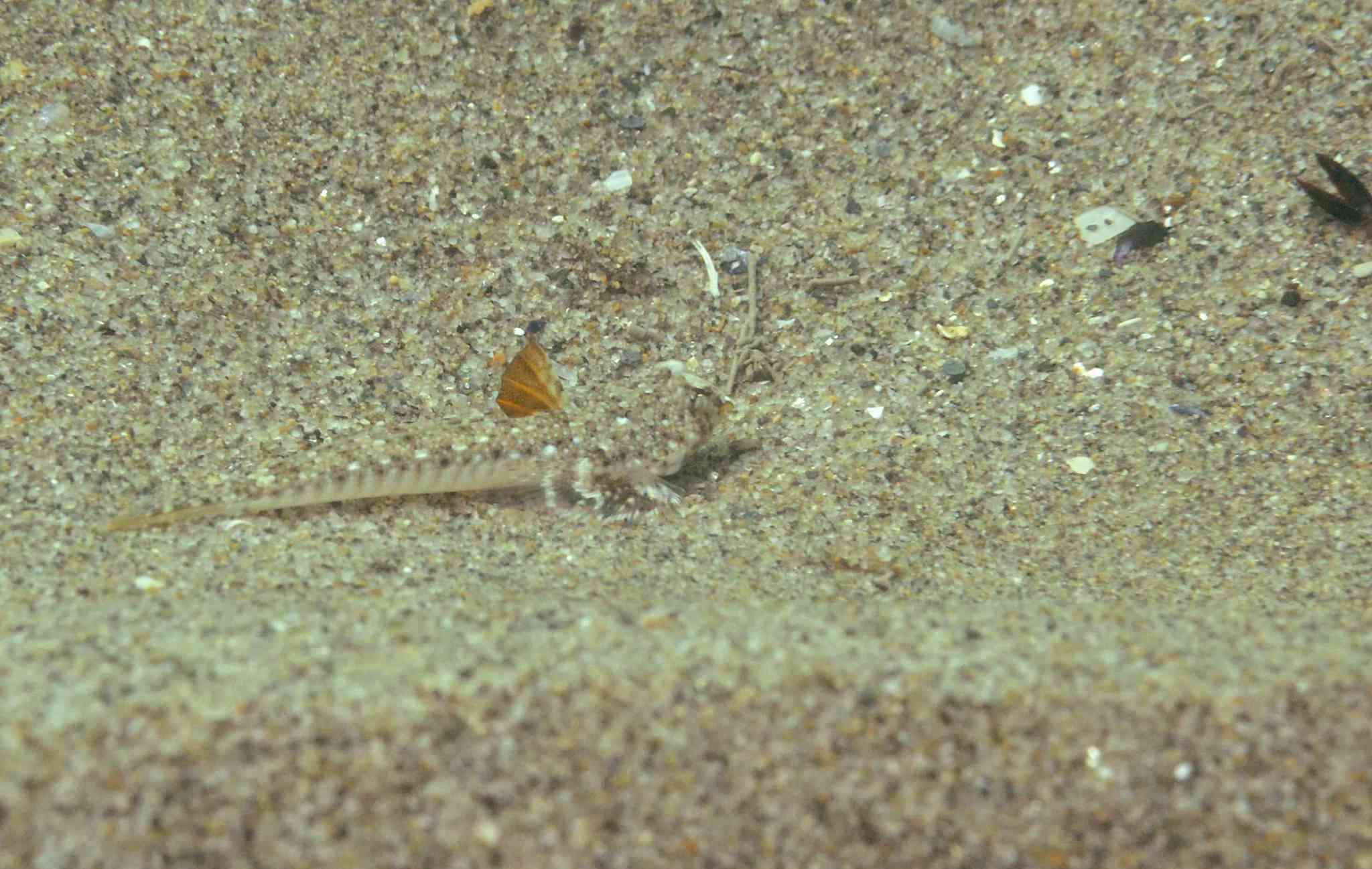 Image of Sailfin Dragonet