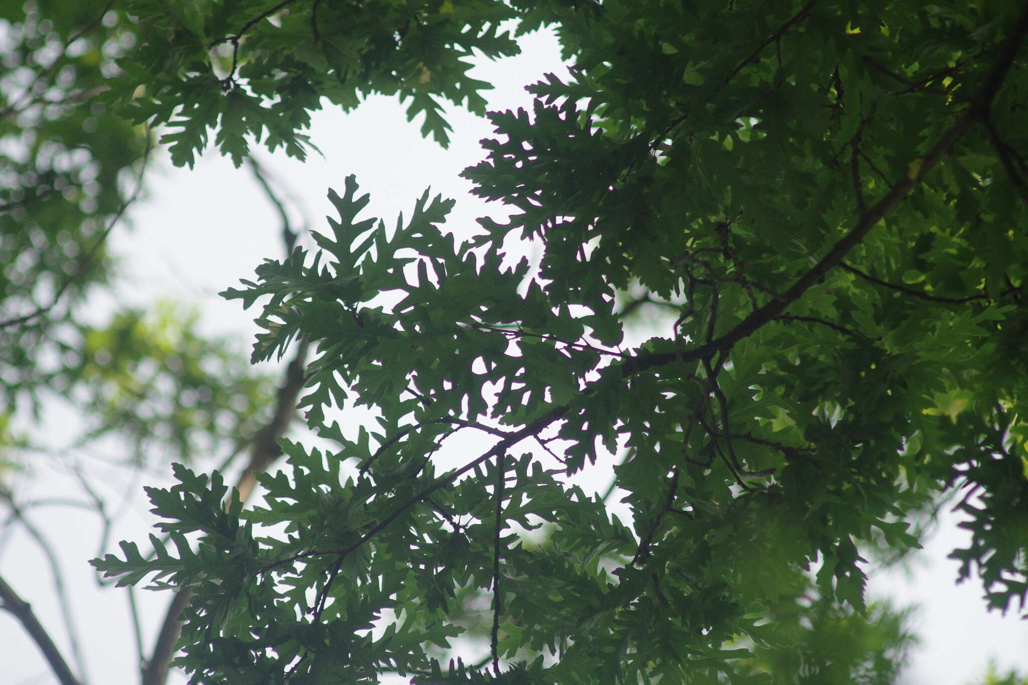 Image of European turkey oak