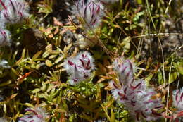 Image of Ptilotus declinatus Nees