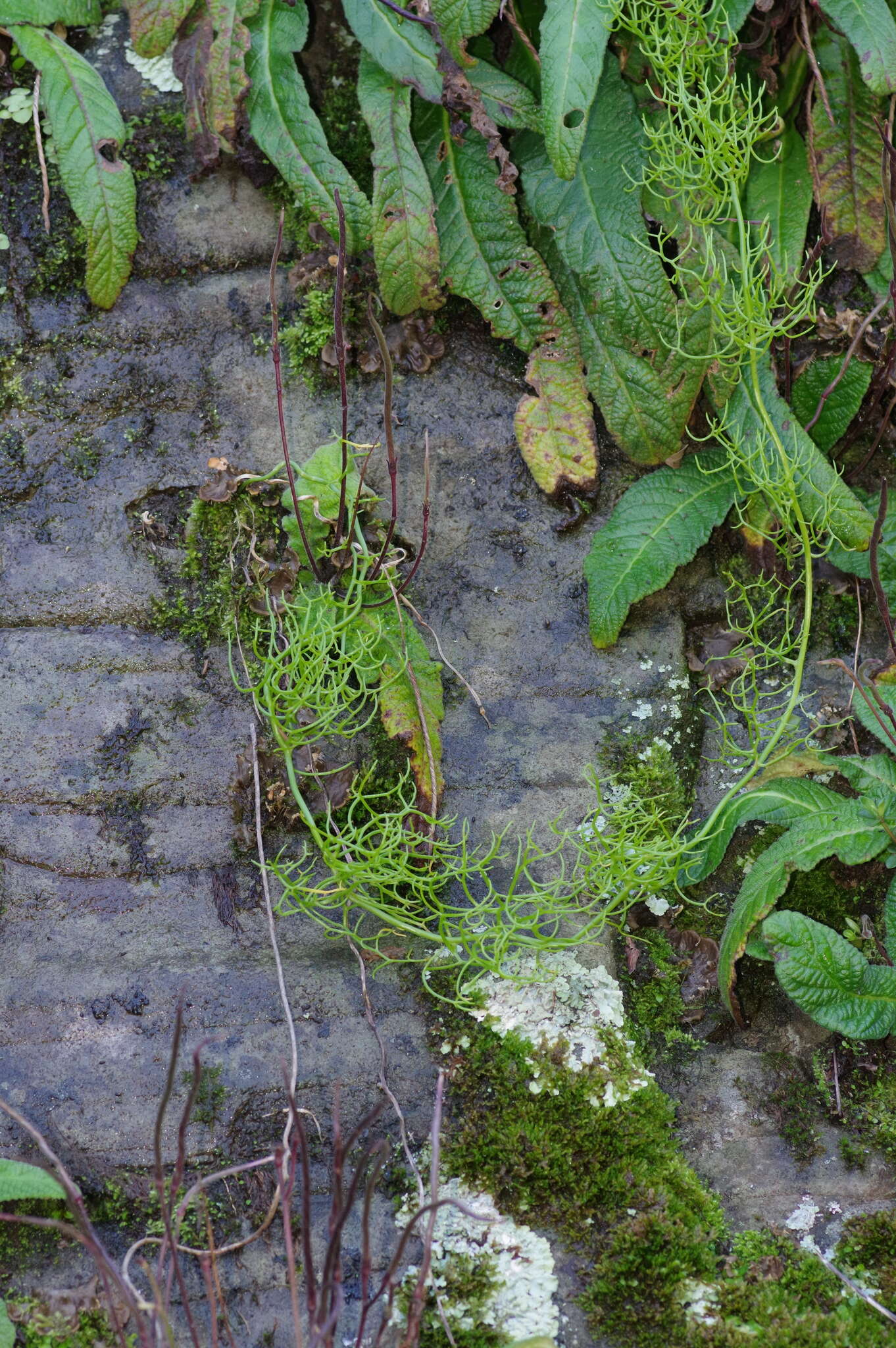 Слика од Bowiea volubilis Harv. ex Hook. fil.