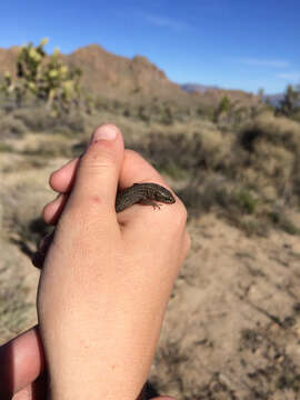 Image of night lizards