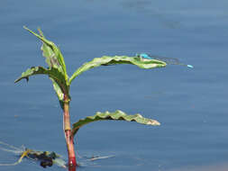 Image of Catshead Sprite