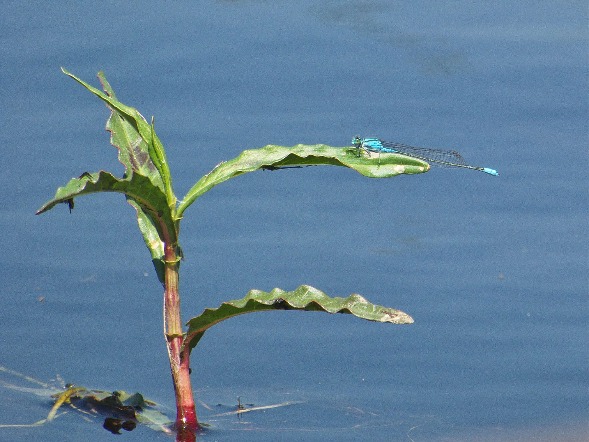 Image of Catshead Sprite