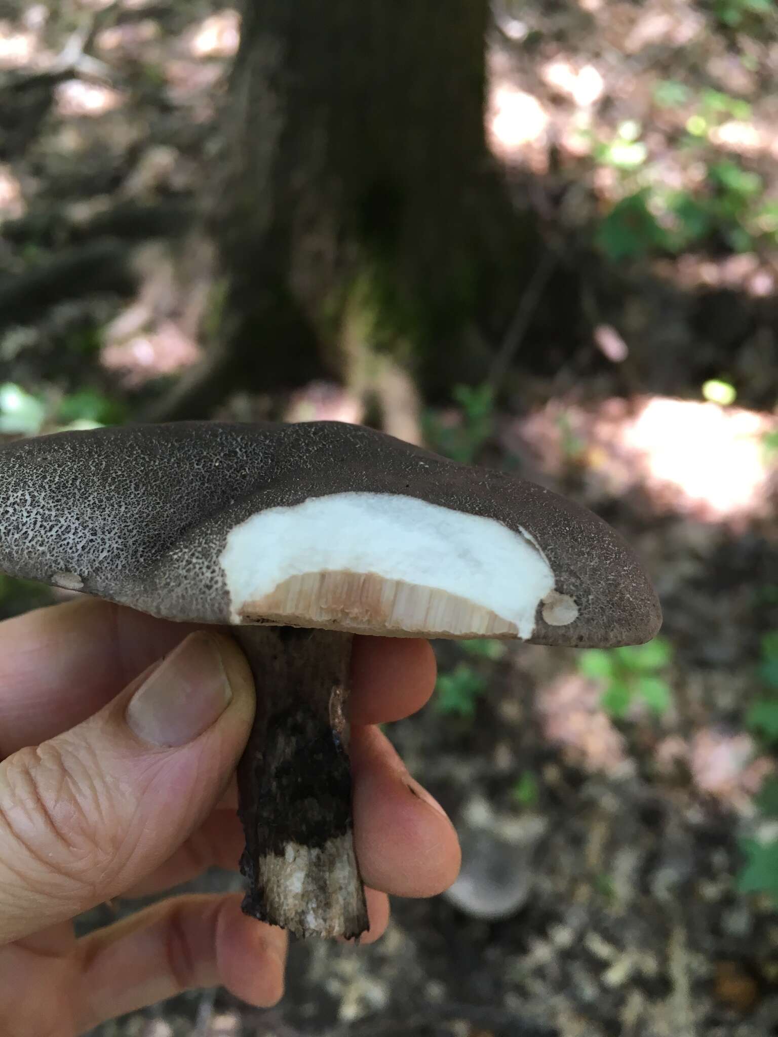 Image of Tylopilus alboater (Schwein.) Murrill 1909