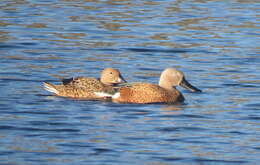 Image of Red Shoveler