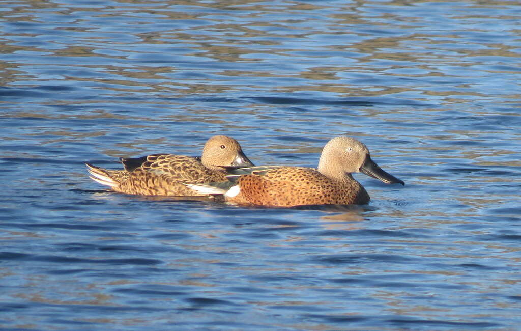 Image of Red Shoveler