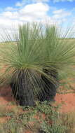 Image of Xanthorrhoea thorntonii Tate