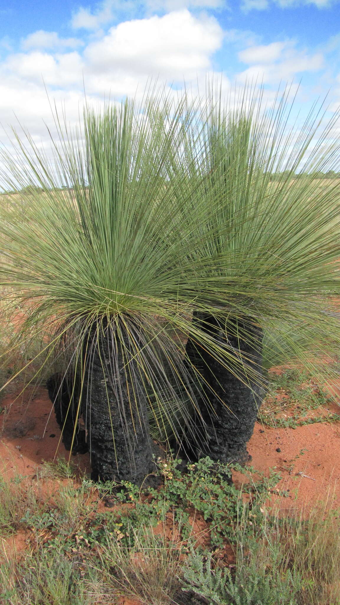 Image of Xanthorrhoea thorntonii Tate