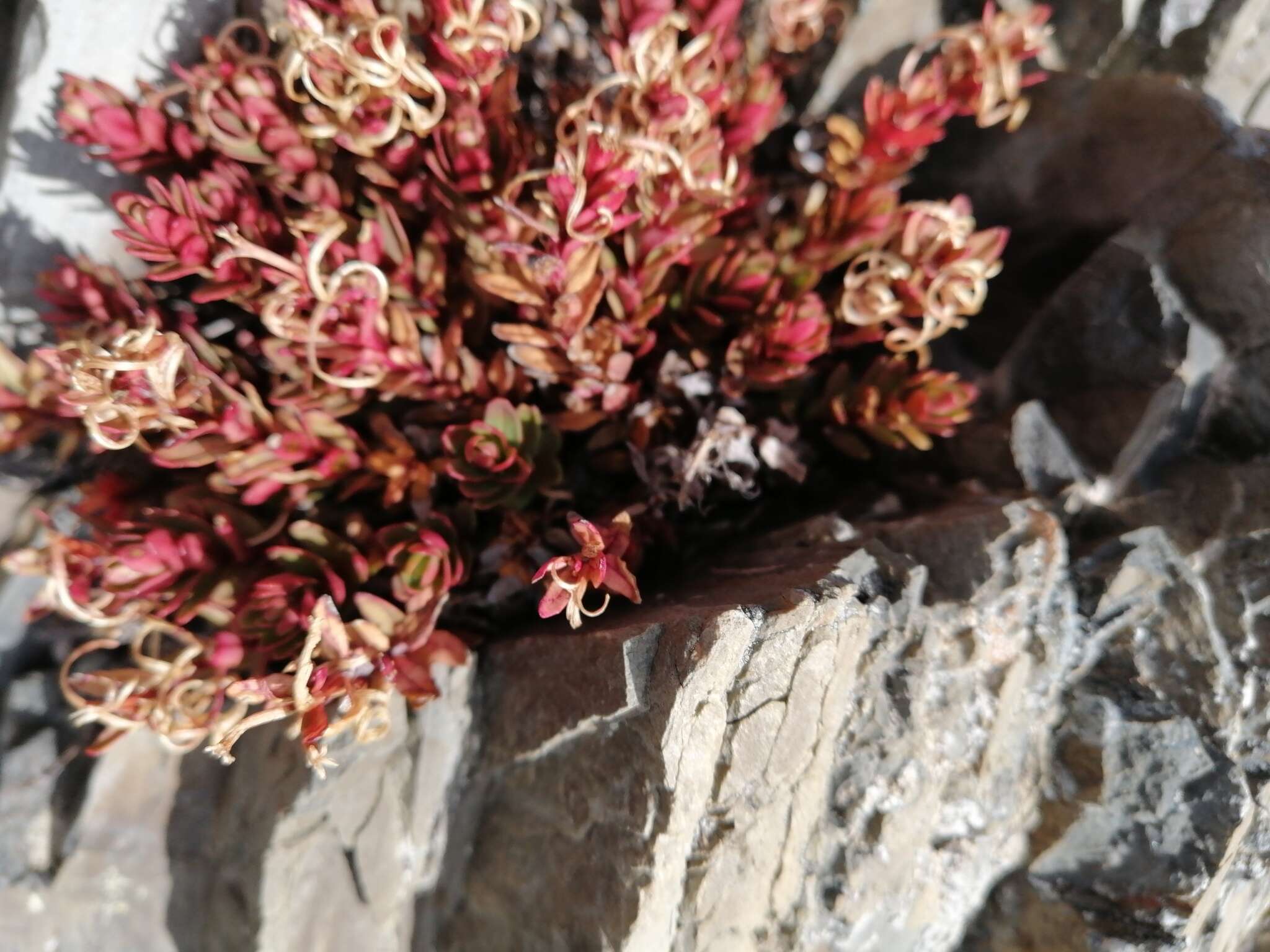 Image of Epilobium porphyrium G. Simpson