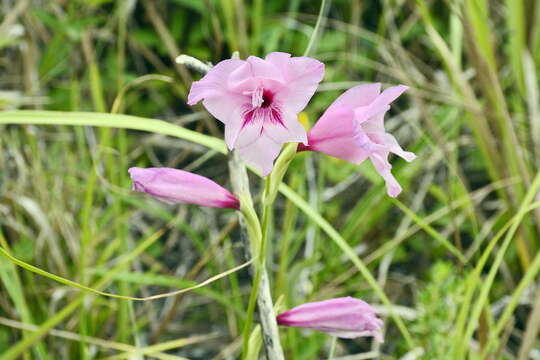 Image of Gladiolus ochroleucus Baker