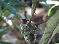 Image de Gobemouche paradis malgache