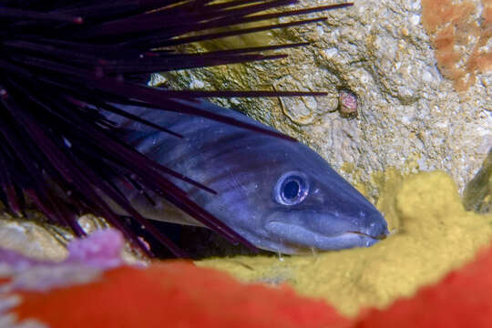 Image of Common conger-eel