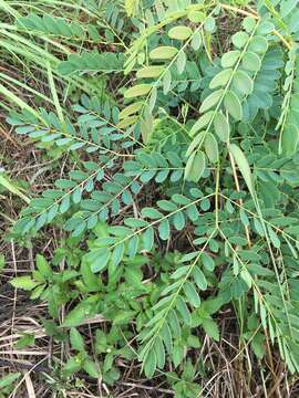 Albizia kalkora (Roxb.) Prain的圖片