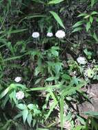 Image of Broad-Leaf Barbara's-Buttons