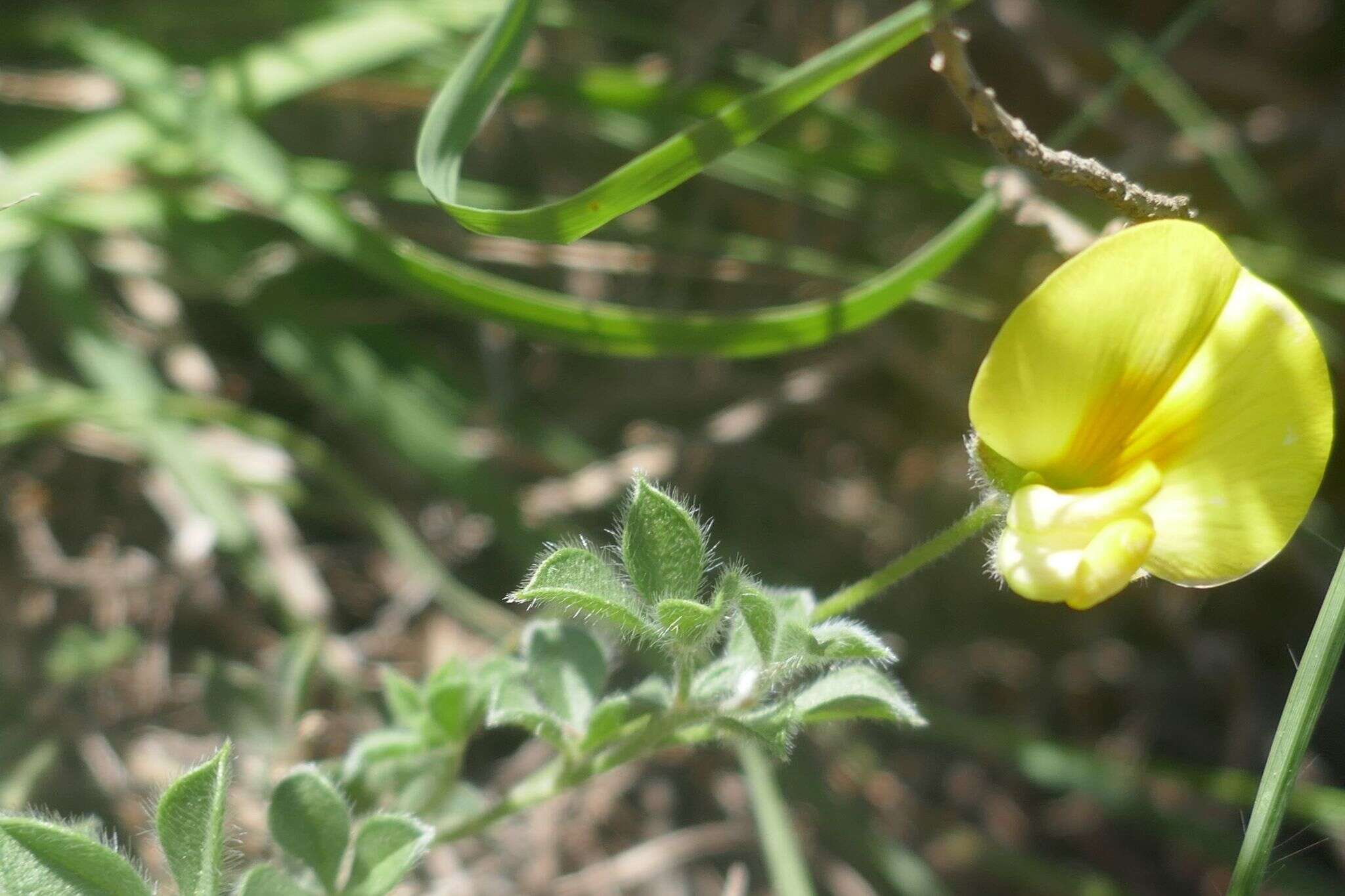 Image of Lotononis acuminata Eckl. & Zeyh.