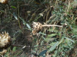 Слика од Centaurea arrigonii Greuter