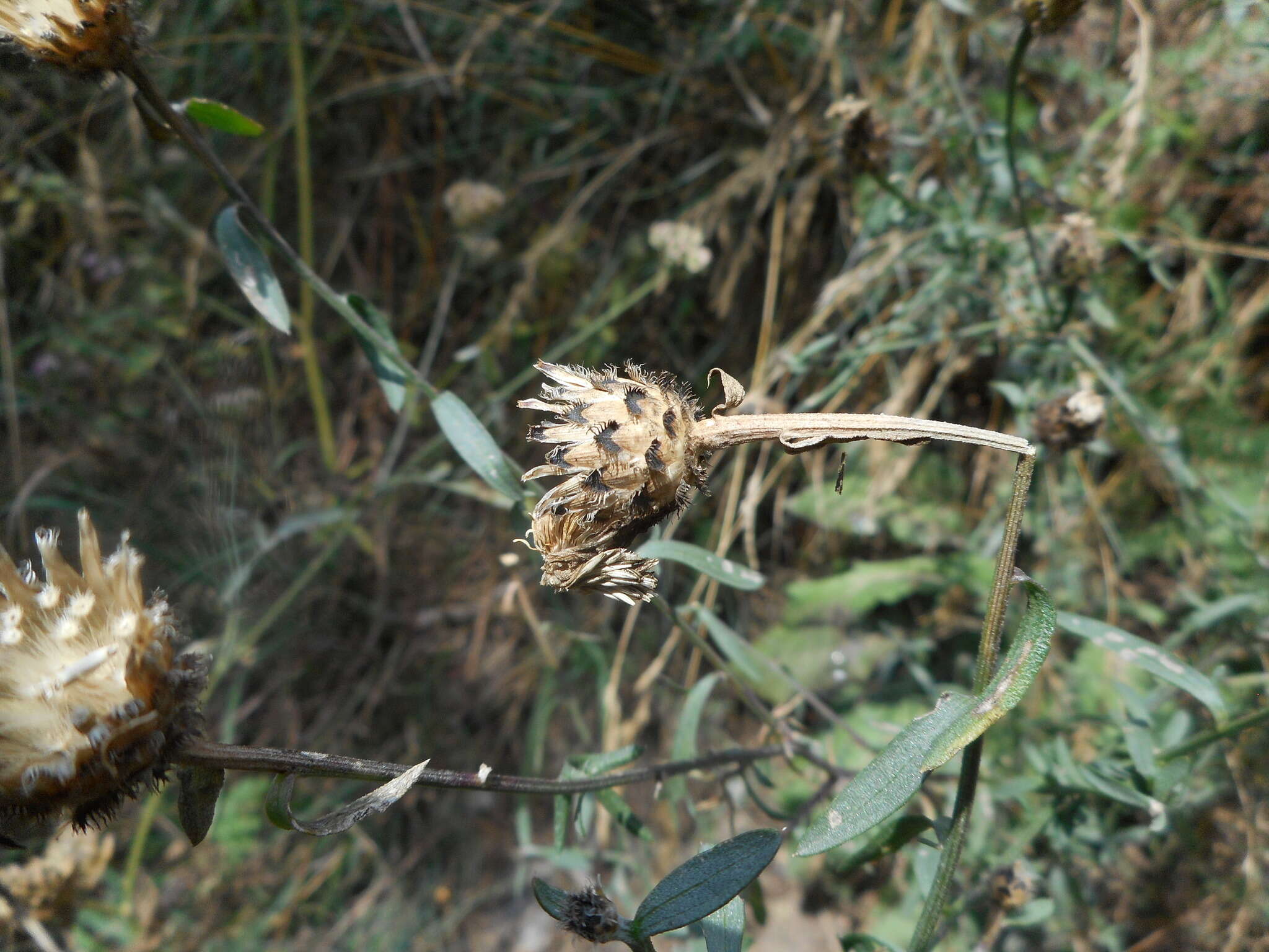 Слика од Centaurea arrigonii Greuter