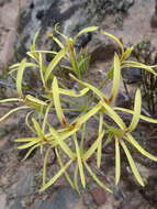 Image of Pelargonium longiflorum Jacq.