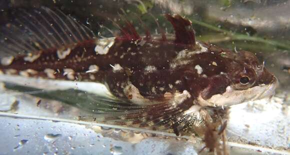 Image of Sharpnose sculpin