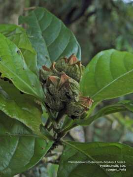 Image of Trigonobalanus excelsa Lozano, Hern. Cam. & Henao