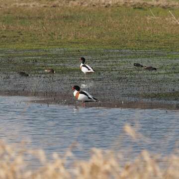 Image of shelduck, common shelduck