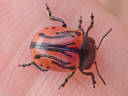 Image of Calligrapha (Calligrapha) sigmoidea (J. L. Le Conte 1859)