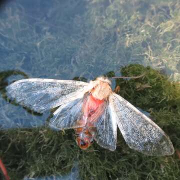 Image of Edwards' Glassy-wing