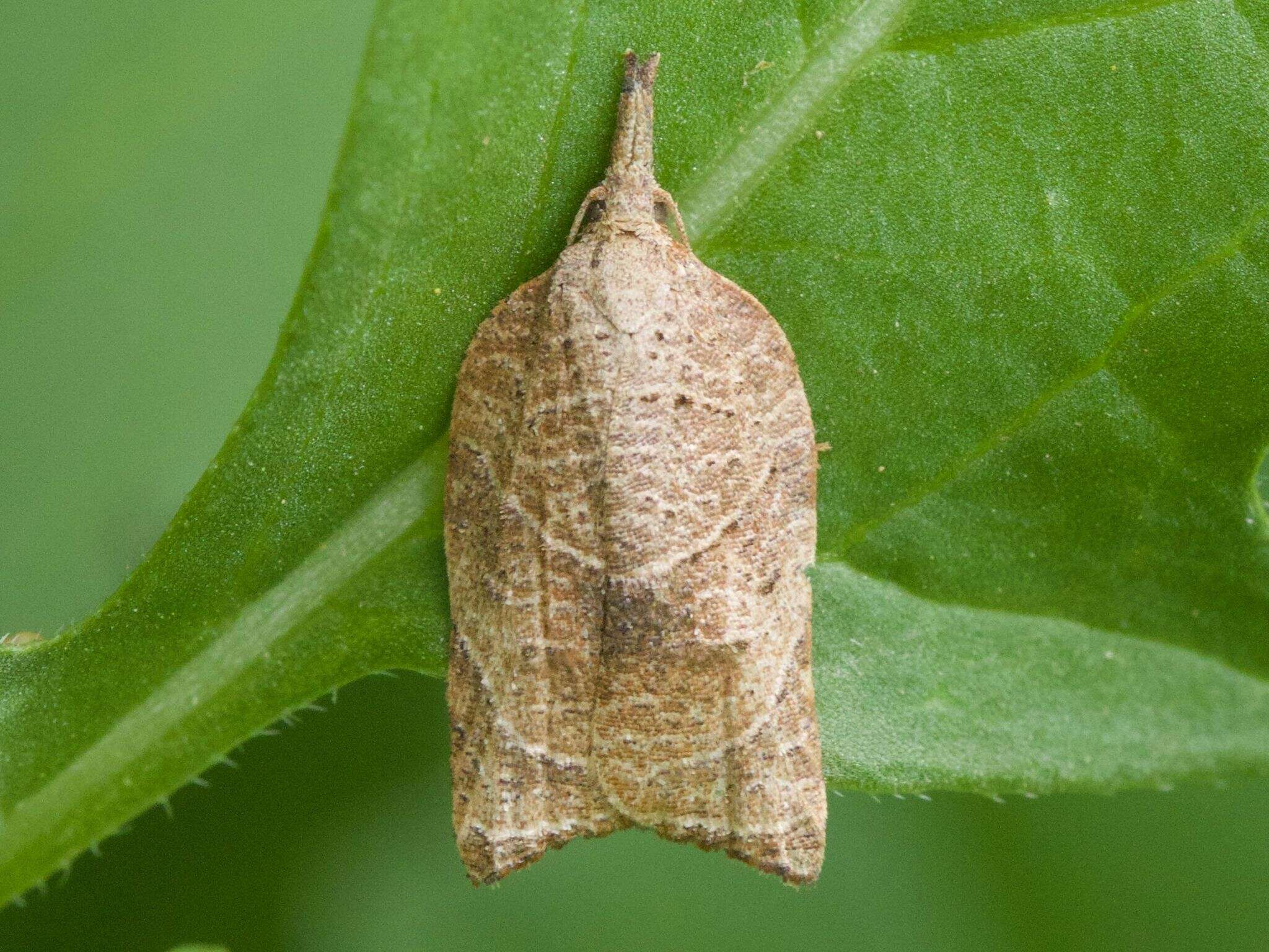 Image of Platynota rostrana Walker 1863