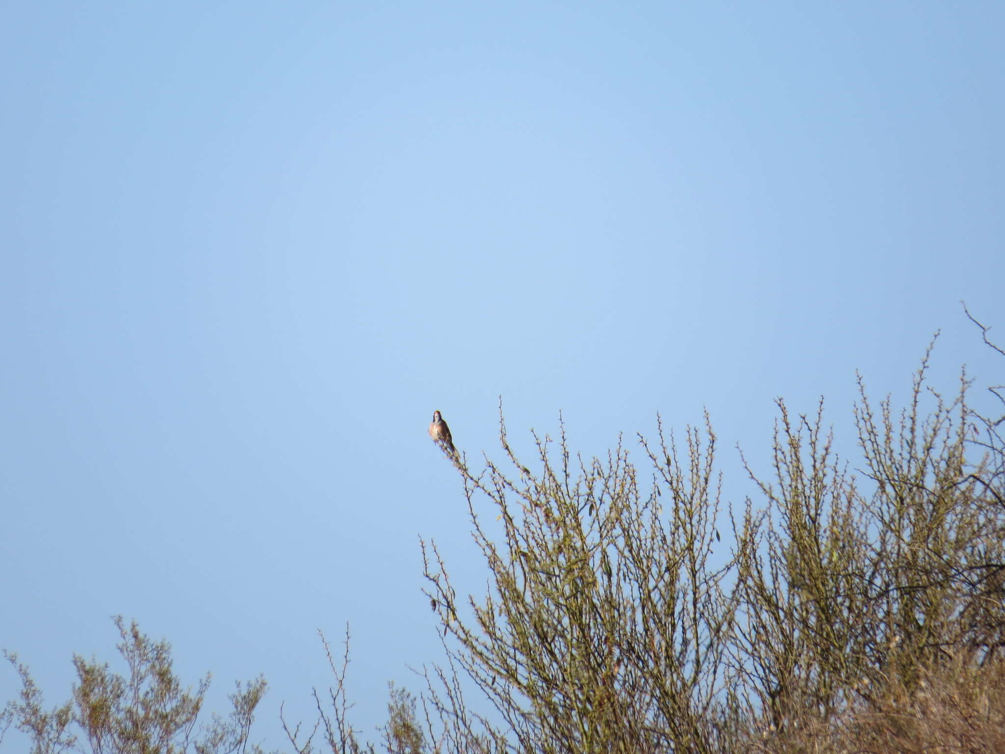 Image of Many-colored Chaco Finch