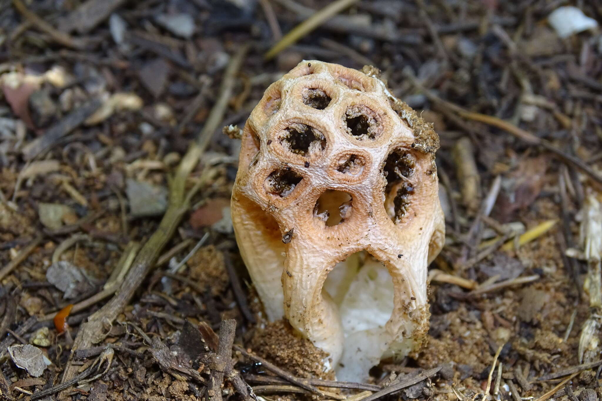 Imagem de Clathrus transvaalensis Eicker & D. A. Reid 1990