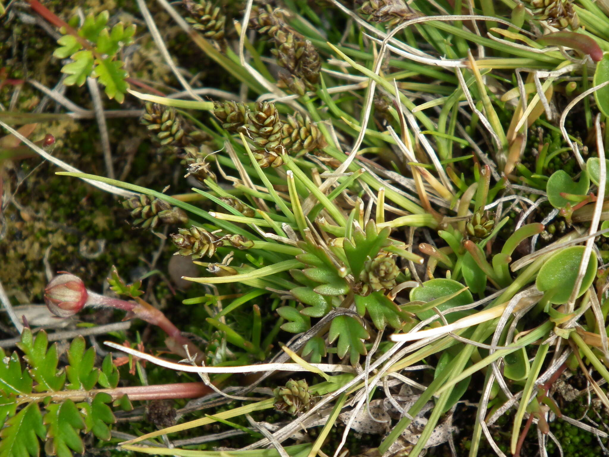 Image of Bear Sedge