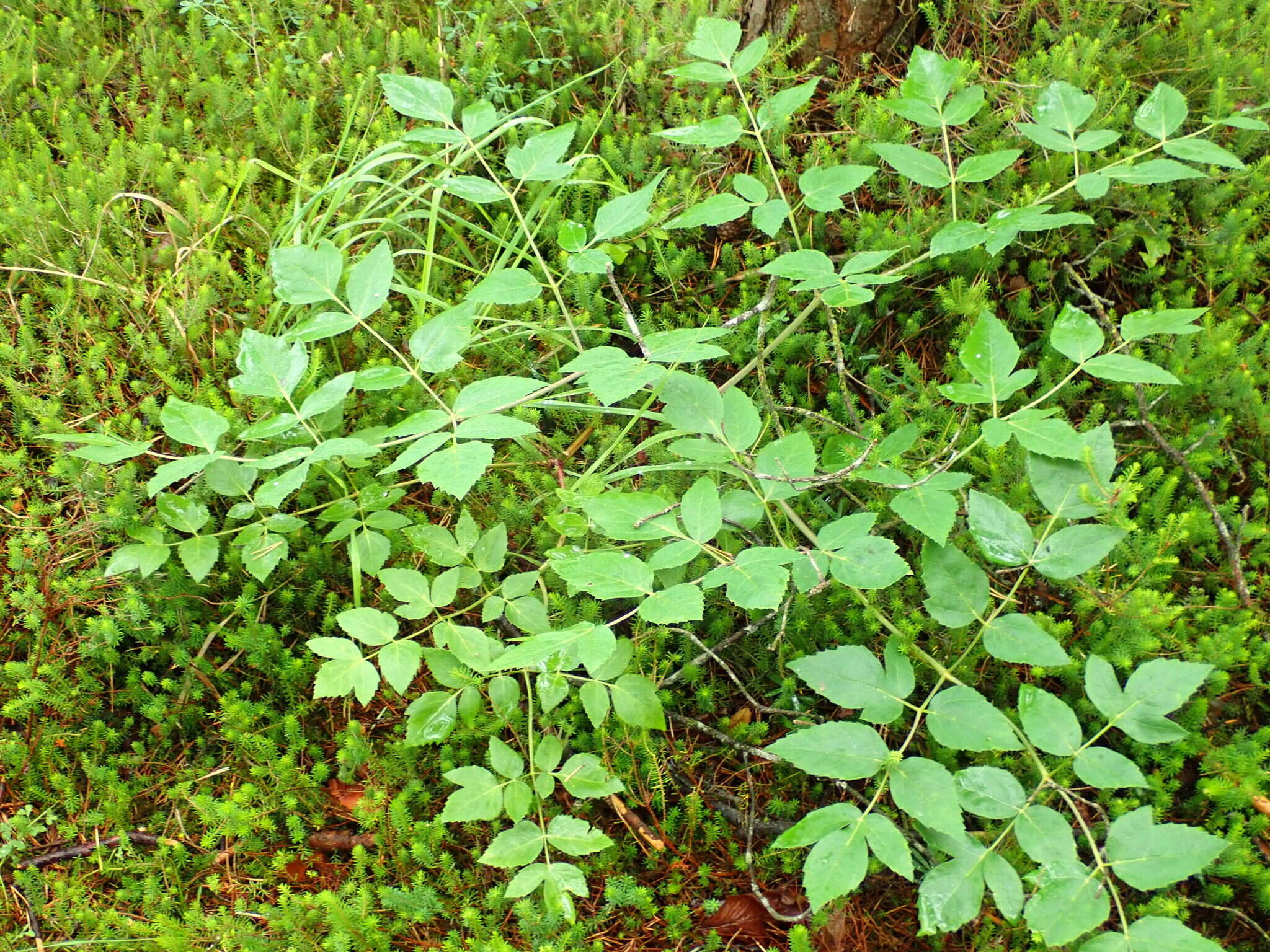 Imagem de Tommasinia verticillaris (Mill.) Bertol.