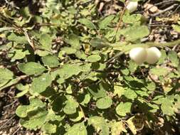 Image of creeping snowberry