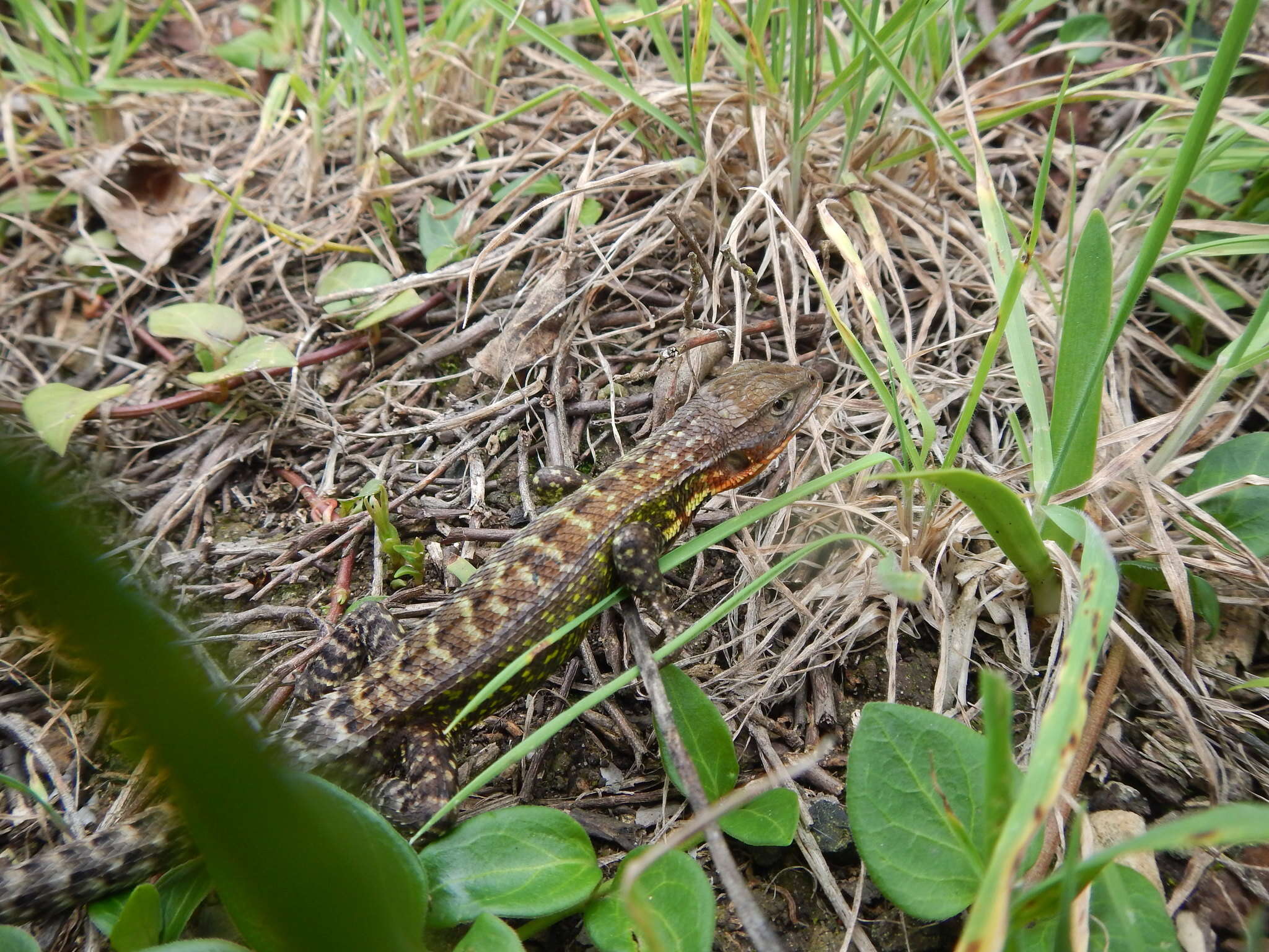 Слика од Stenocercus trachycephalus (Duméril 1851)