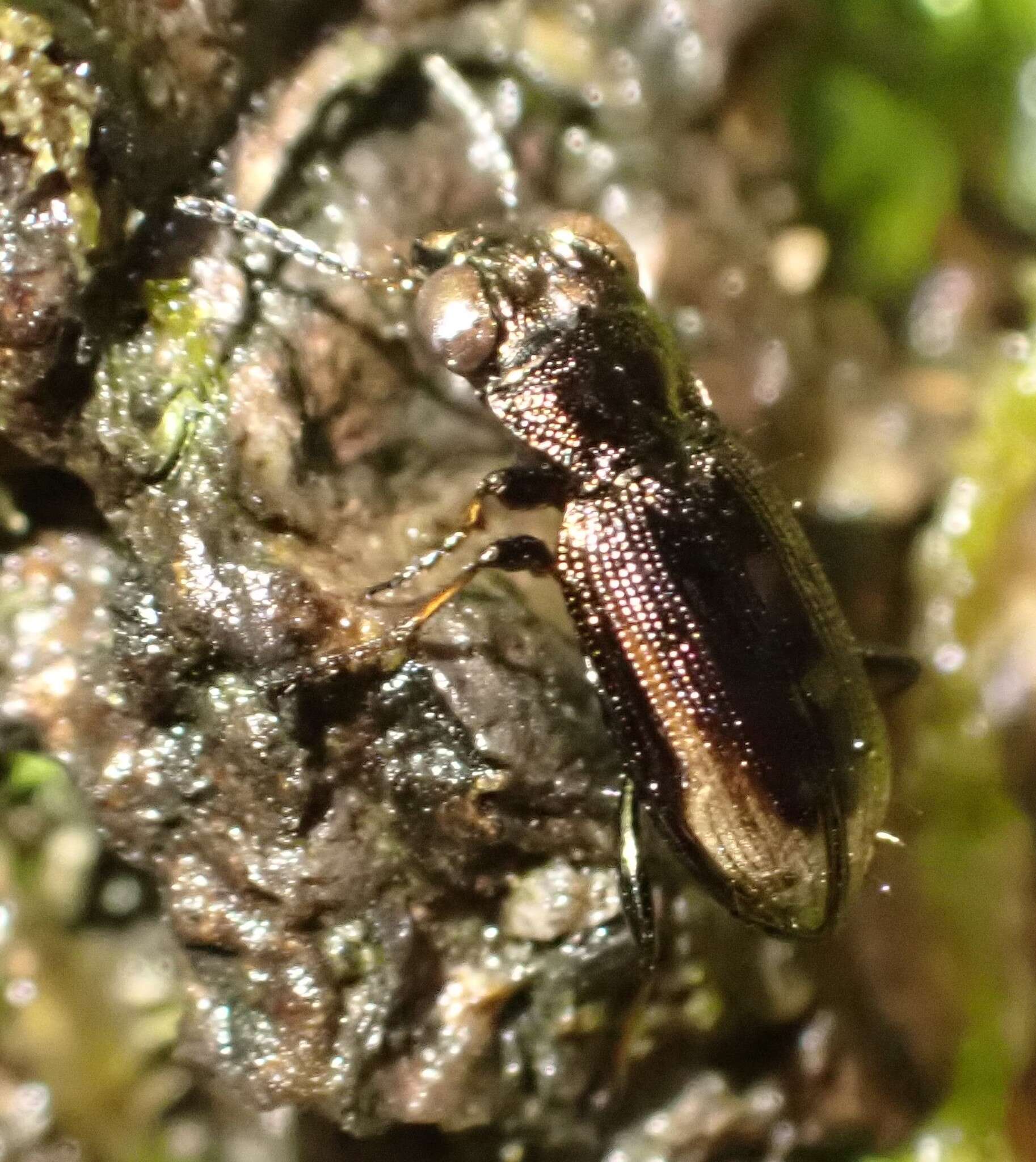 Image of Big-Eyed Bronze Beetle