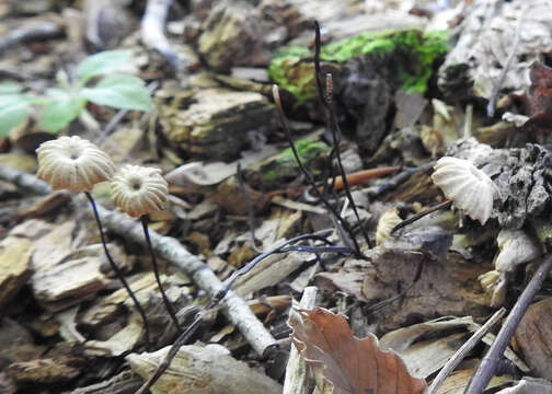 Image of Marasmius rotula (Scop.) Fr. 1838