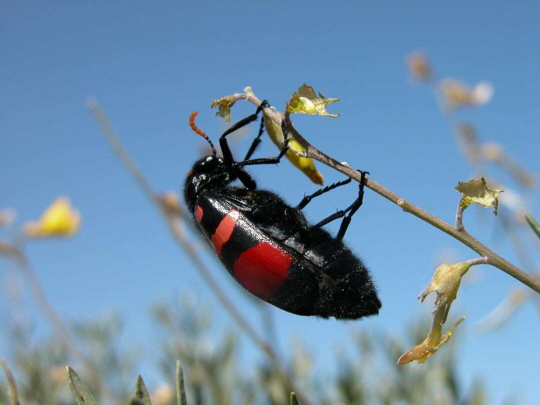 Image of <i>Hycleus haemactus</i>