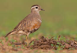 Imagem de Charadrius morinellus Linnaeus 1758