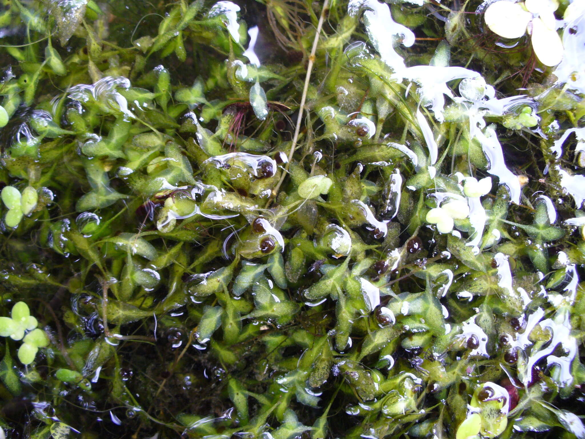 Image of Duckweed