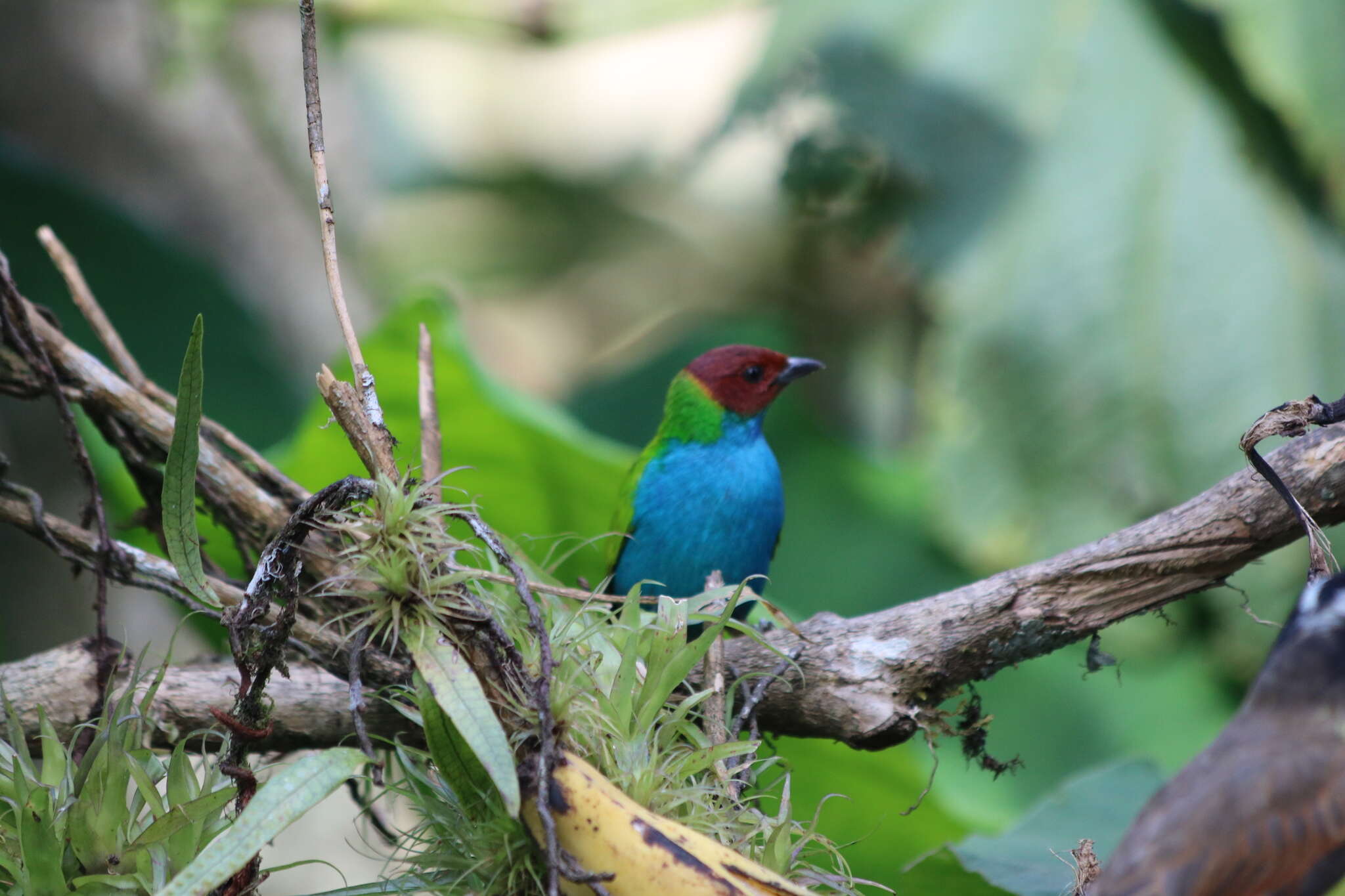 Image of Bay-headed Tanager