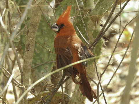 Imagem de Cardinalis phoeniceus Bonaparte 1838