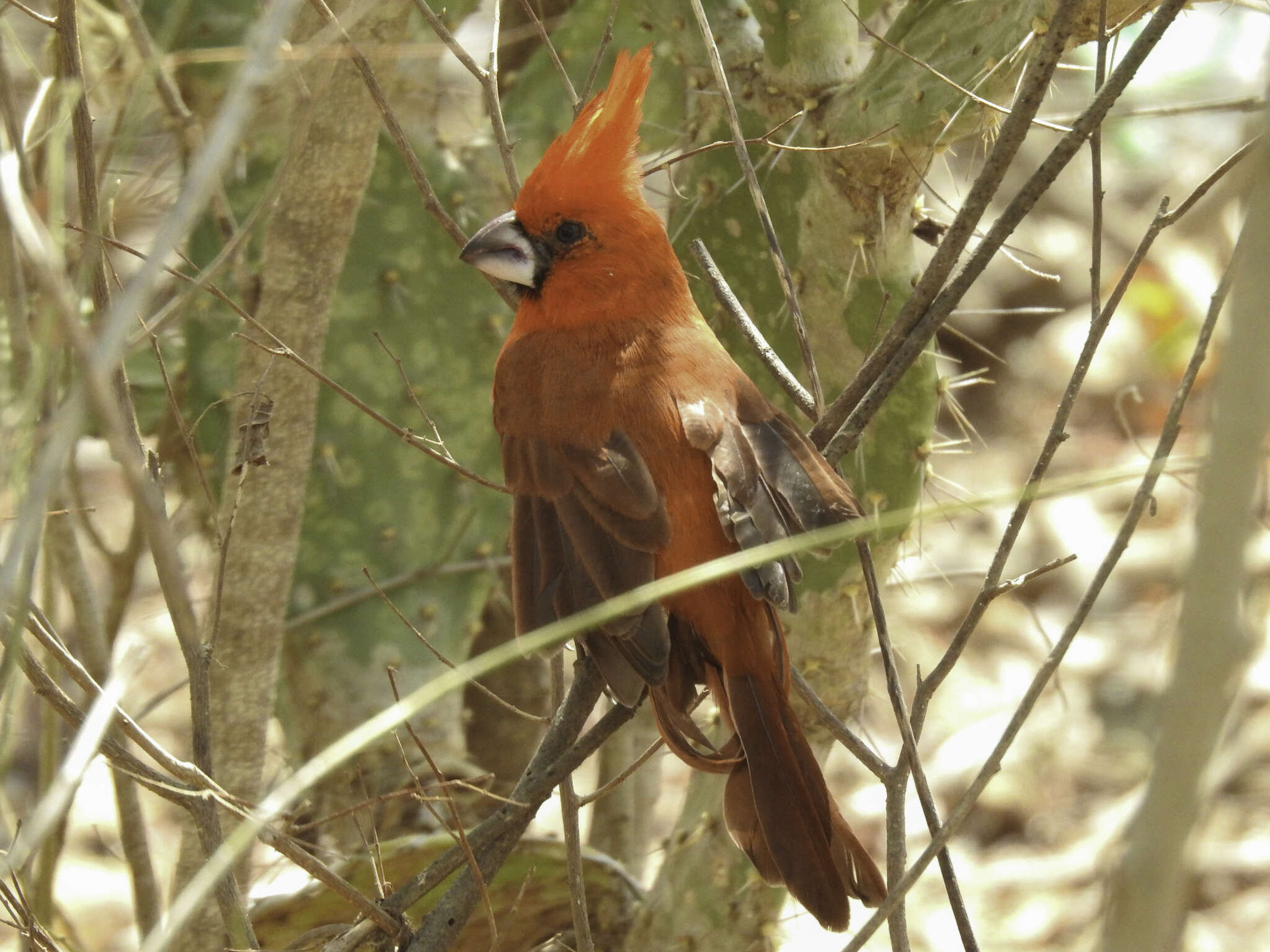 Plancia ëd Cardinalis phoeniceus Bonaparte 1838