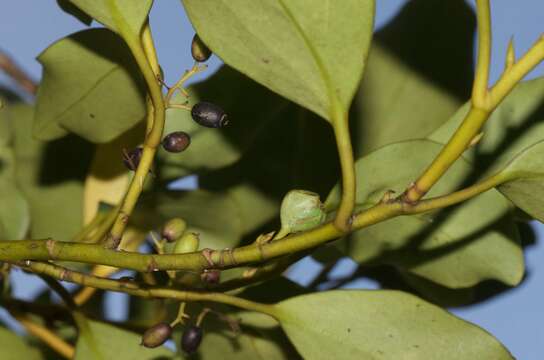 Image of Griselinia littoralis (Raoul) Raoul