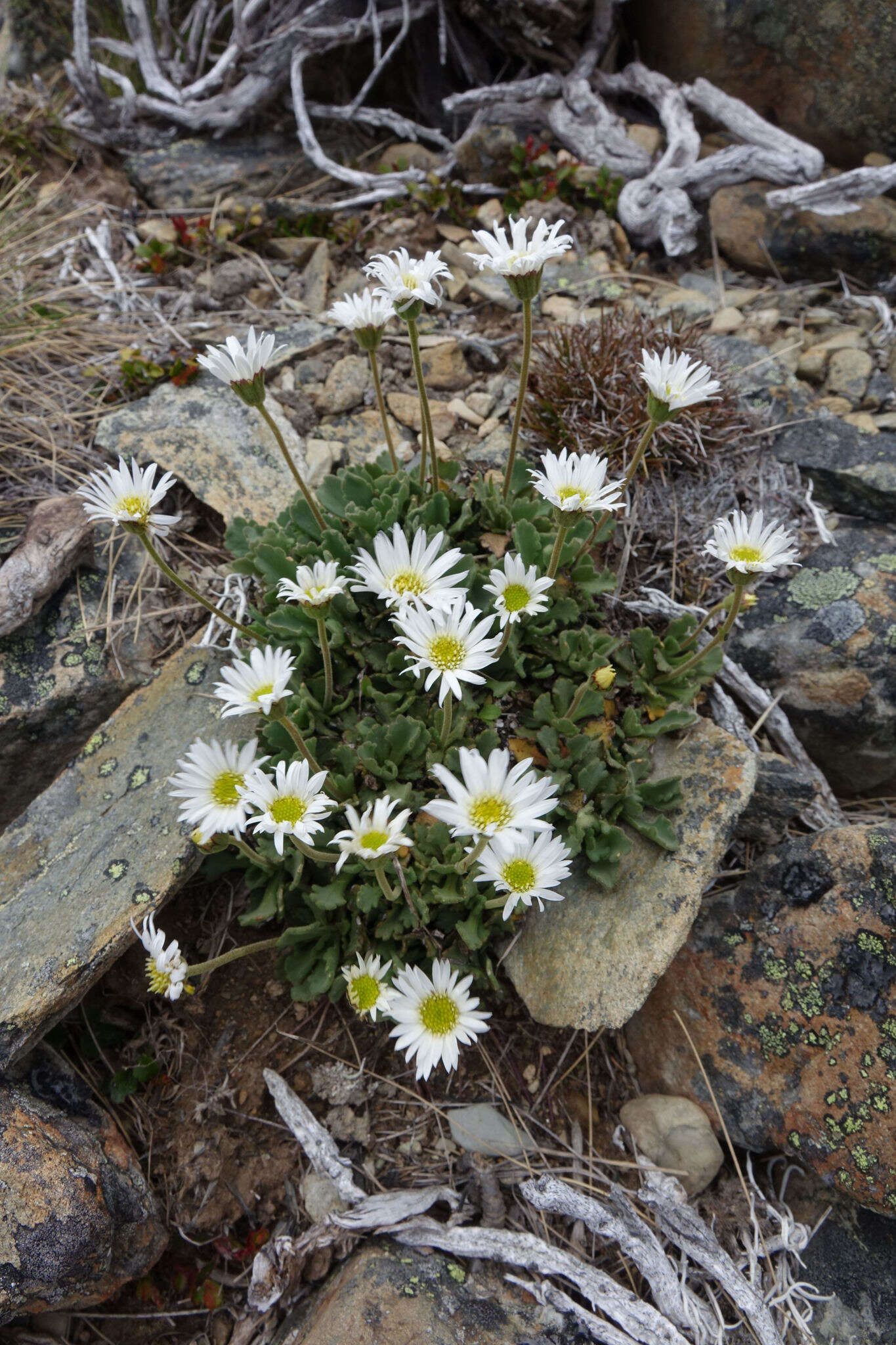 Image of <i>Brachyscome montana</i>