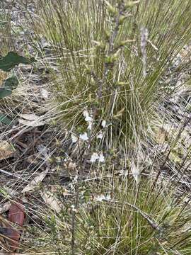 Image of Leucopogon fletcheri Maiden & Betche