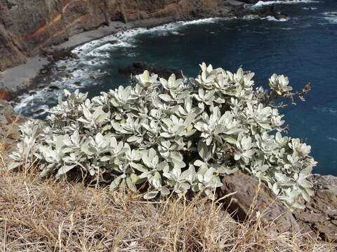 Image of Helichrysum obconicum DC.