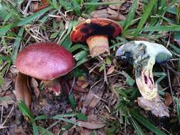 Image of Butyriboletus floridanus (Singer) G. Wu, Kuan Zhao & Zhu L. Yang 2016